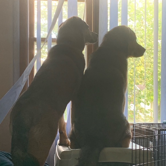 cay_peppernoosa